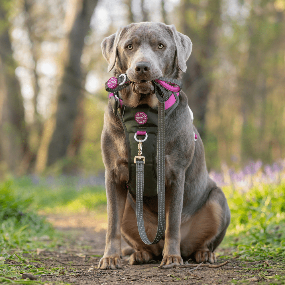 Are Bailey & Coco's Colour Drops Dog Harness D-Rings Really Metal? Here's What You Need to Know