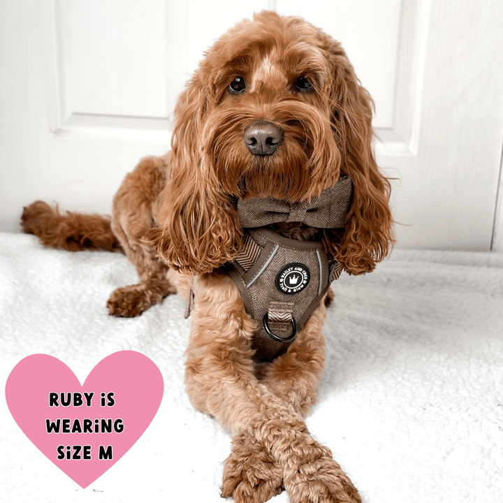 Best Harness for a Cockapoo - by Bailey & Coco - Bailey and Coco (UK)