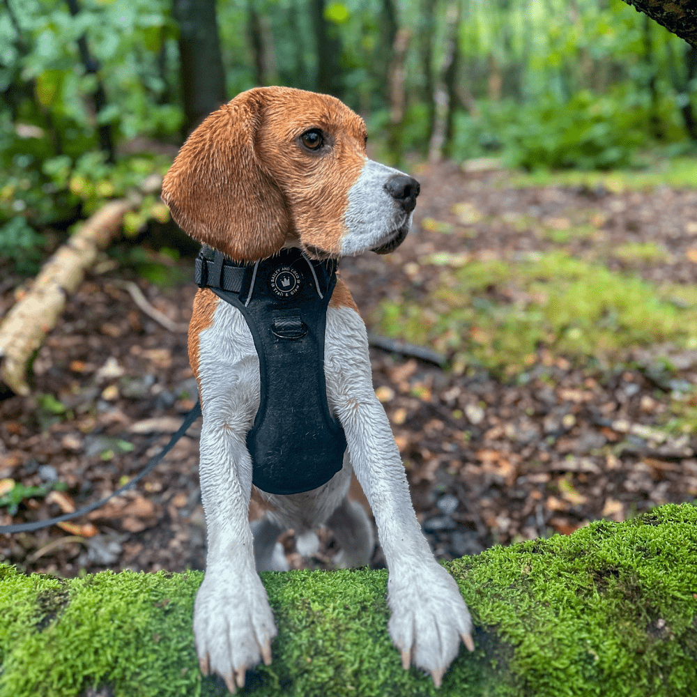 Best Harness for Beagles - Comfortable, Secure & Stylish Walks - Bailey and Coco (UK)