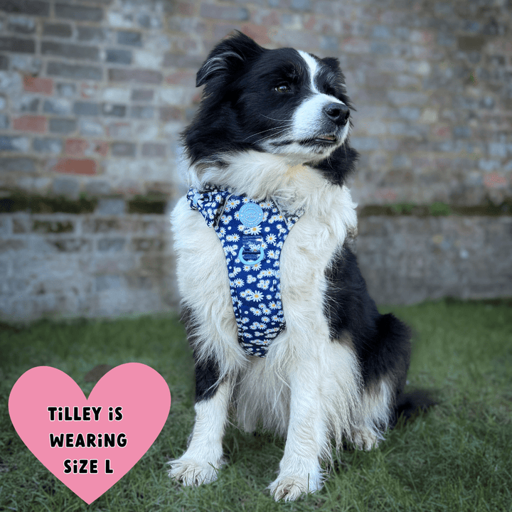 Best Harness for Border Collies UK 2026: Complete Sizing & Fit Guide - Bailey and Coco (UK)