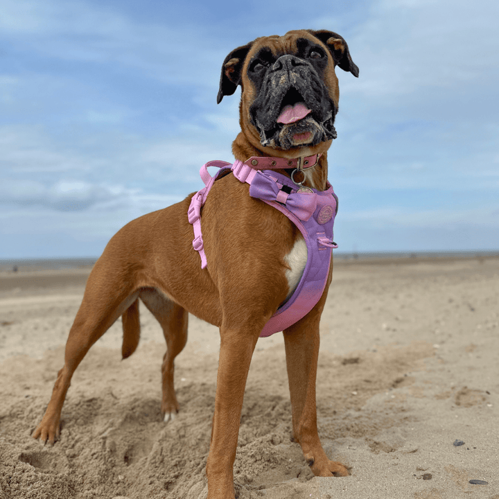 Best Harness for Boxers UK 2026: Sizing, Comfort & No-Pull Guide - Bailey and Coco (UK)