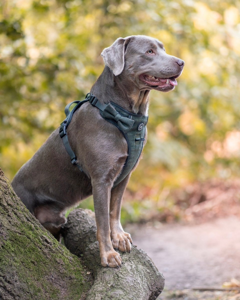Best Harness for Labradors – by Bailey & Coco - Bailey and Coco (UK)