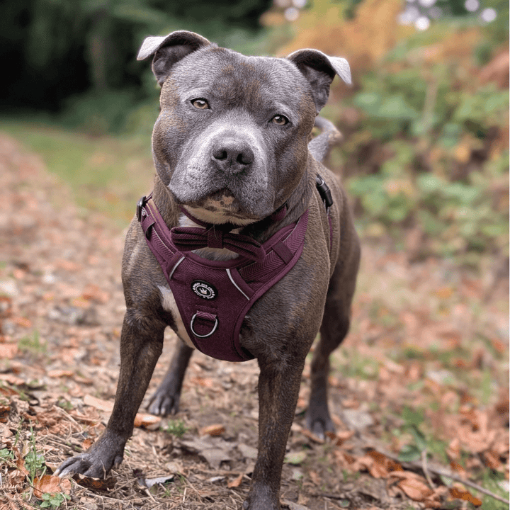 Best Staffordshire Bull Terrier Harness UK – 2025 Buyer’s Guide - Bailey and Coco (UK)