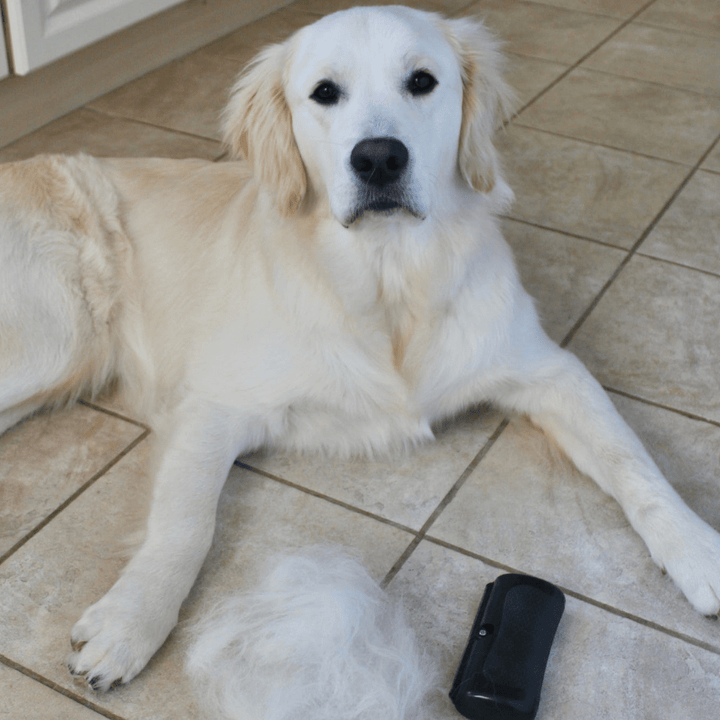 A pale cream long-coated dog lying on a tiled floor next to a pile of brushed-out fur and a black deshedding brush
