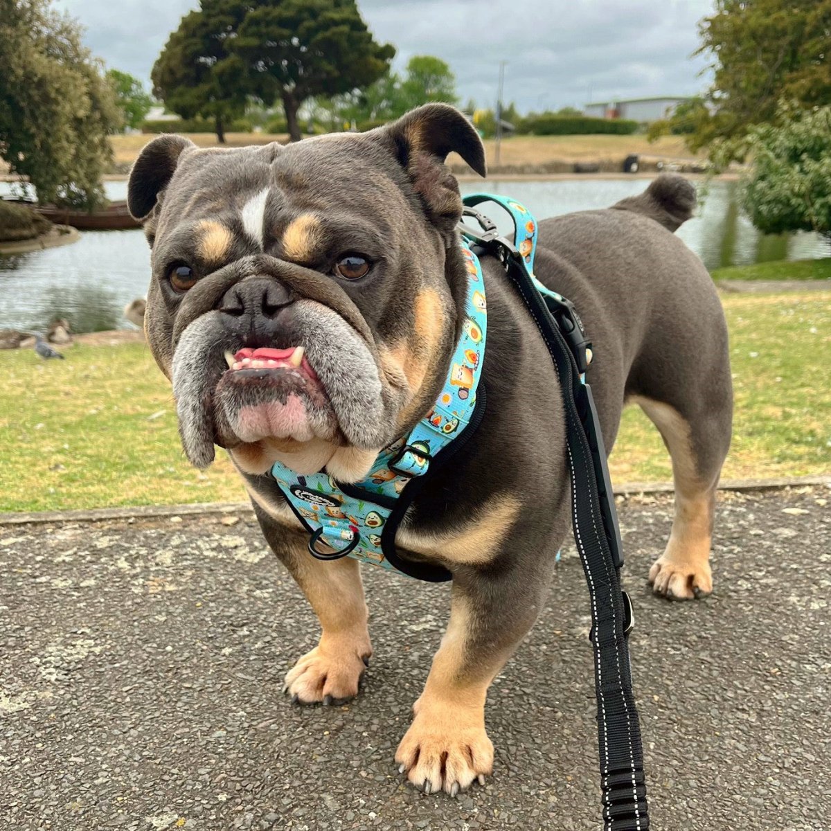 Discover Stockton-on-Tees Best Dog Accessories At Bailey And Coco