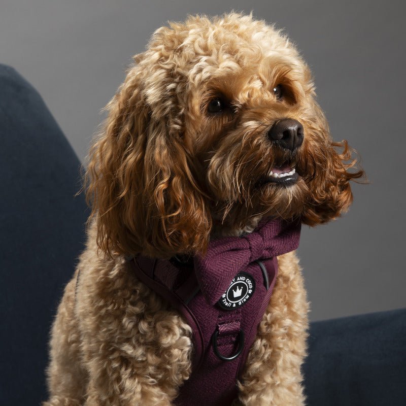 Discover the Best Dog Bow Tie Styles for Your Pooch