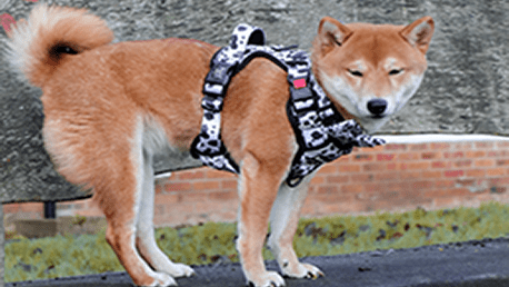 Dog Harness with Handle