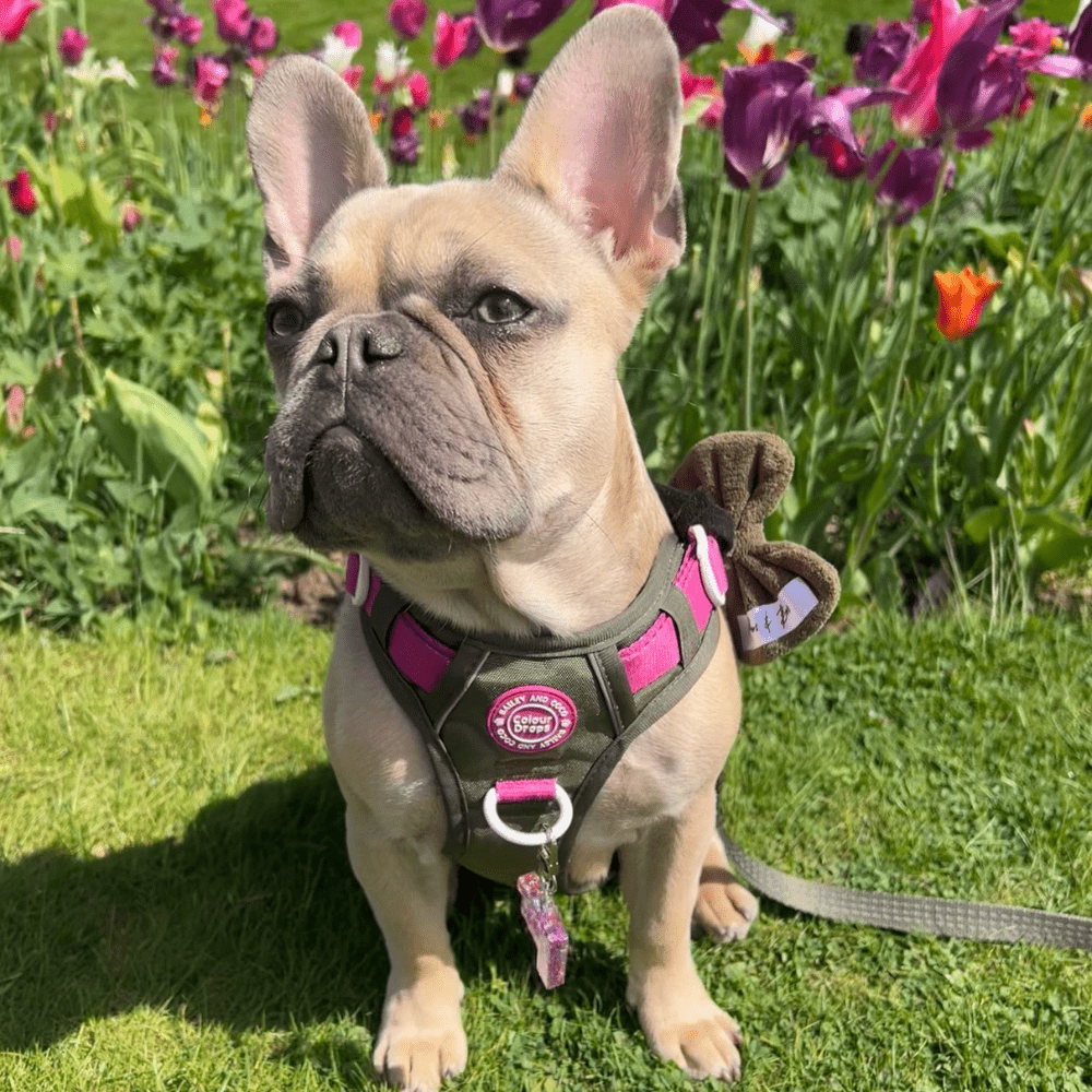 French Bulldog Harness FAQs: Your Complete Guide to Fit, Comfort & Safety - Bailey and Coco (UK)