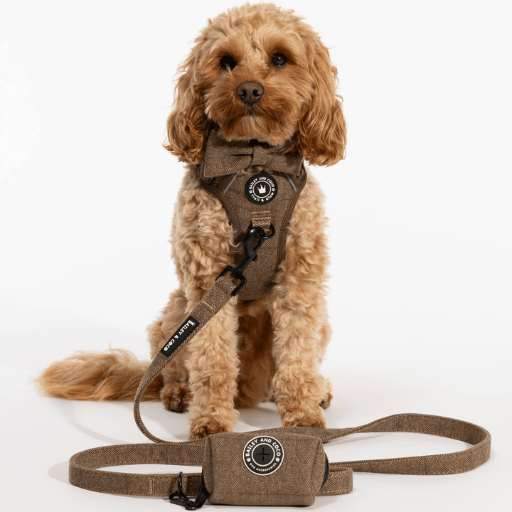 How Cold Is Too Cold to Walk Your Dog? UK Winter Guide - Bailey and Coco (UK)