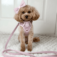 How to Get a Dog Used to a Harness: Gentle Steps