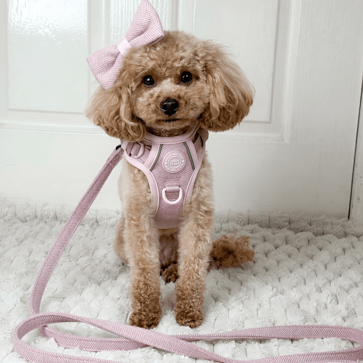 How to Get a Dog Used to a Harness: Gentle Steps - Bailey and Coco (UK)