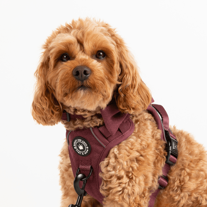 Small Dog Collars UK 2026 - Bailey and Coco (UK)