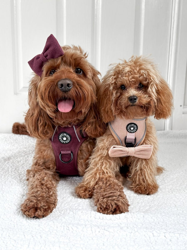 The Great Debate of Dog Harnesses vs. Dog Collars in the UK - Bailey and Coco (UK)