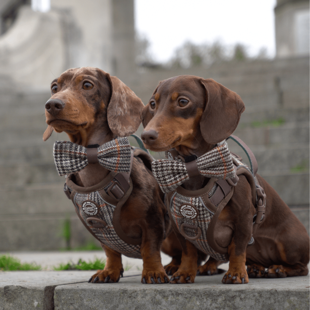 UK’s #1 Dog Harness Buying Guide (Updated for 2026) - Bailey and Coco (UK)