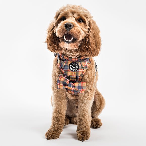 Unveiling Ingleby Barwick's Best Dog Accessories With Bailey and Coco