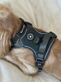 Walking Your Dog in the Dark: Tips for Darker Evenings