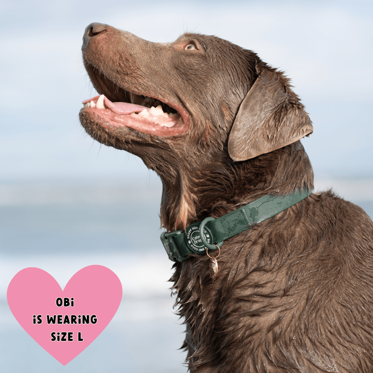 Waterproof Dog Collars UK 2026: The Complete Guide to Fit, Comfort, and Muddy Walks