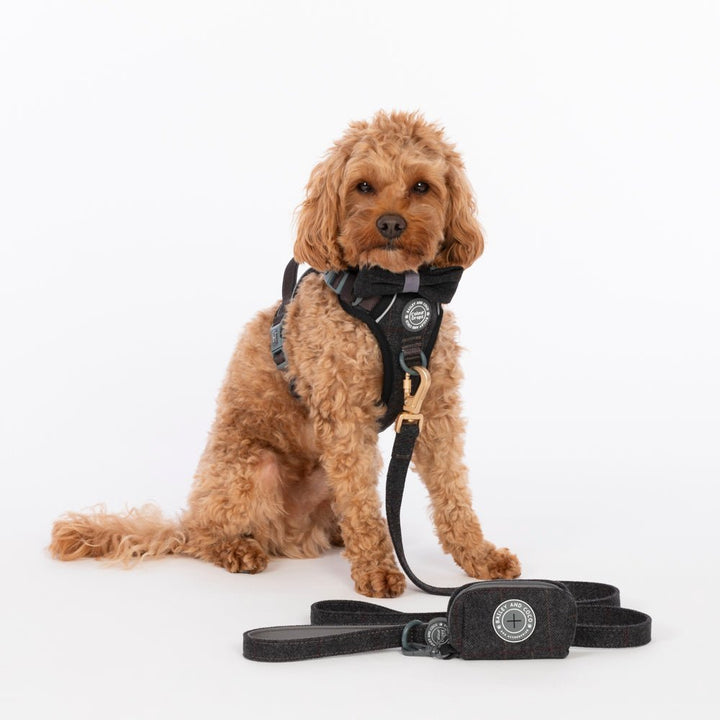 Waterproof Dog Leads UK: The Essential Guide for All-Weather Walks - Bailey and Coco (UK)