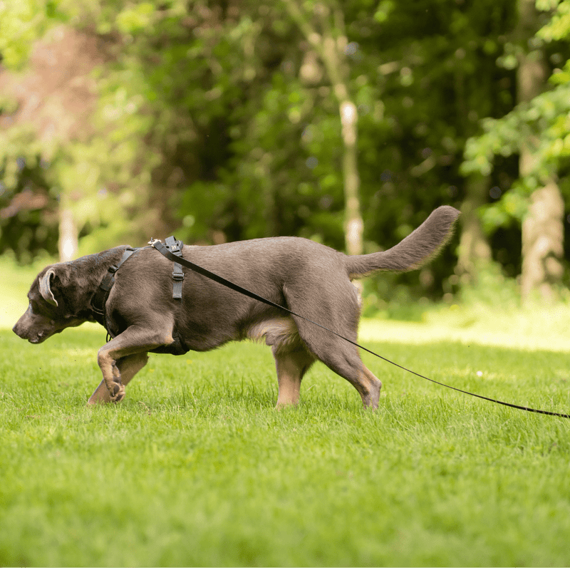 5M Long Line Waterproof Dog Lead - Black - Bailey and Coco (UK)