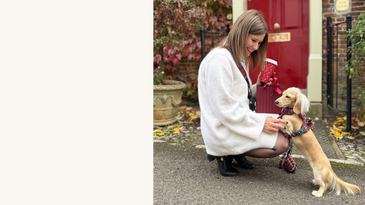 A dog parent crouches at a red front door beside a cream long-haired Dachshund wearing a Red Highland Tartan harness