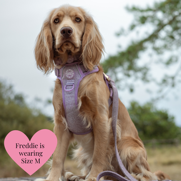 Dog Harness and Lead Set - Colour Drops - Plum Tweed - alternate view