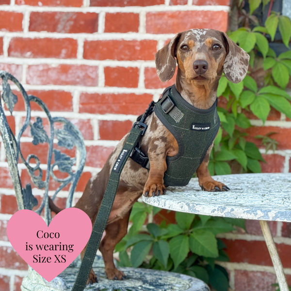 Adjustable Dog Harness Bundle Set - Forest Tweed - alternate view