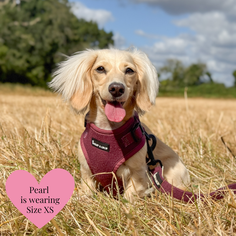 Mulberry Tweed - Colour Drops - Lightweight & Adjustable Dog Harness, Lead, Collar & Dog Walking Bag Bundle