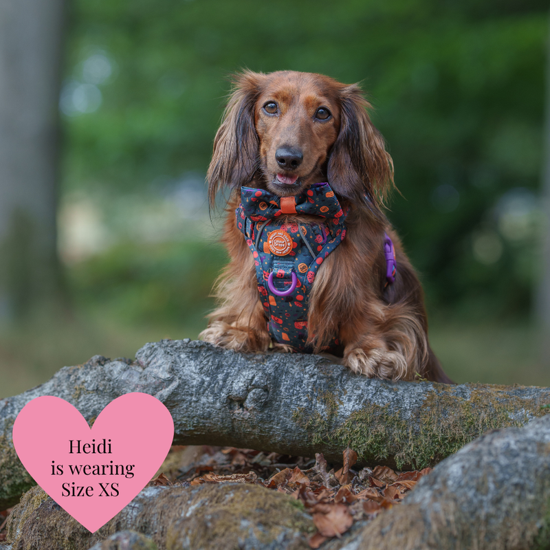 Spellbound Autumn Adjustable Dog Harness, Lead, Collar & Dog Walking Bag Bundle