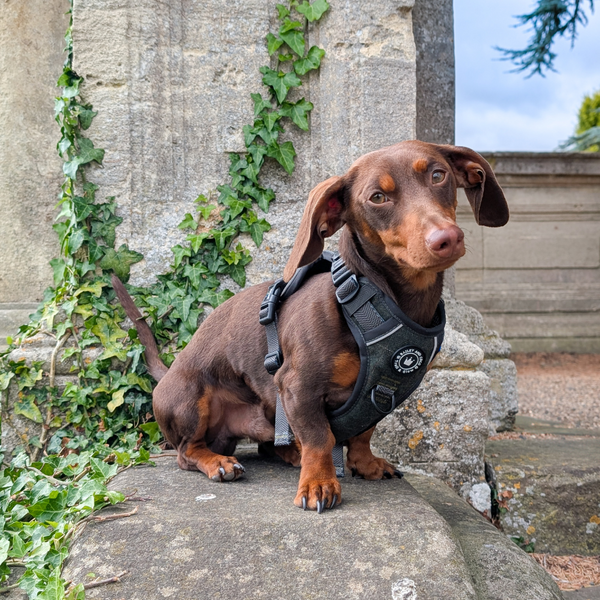 Designed for long backs & short legs