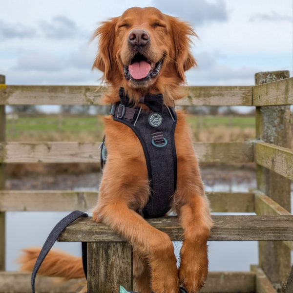 Loved by Golden retriever parents across the UK