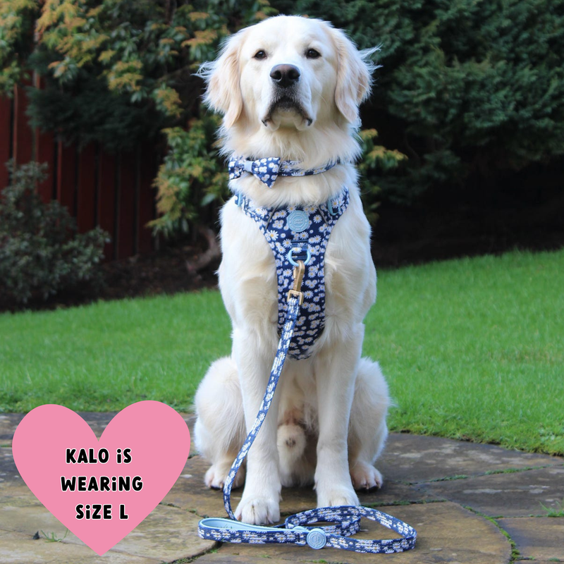 Trail & Glow Dog Harness & Lead Set - Colour Drops - Loves me, Loves me not