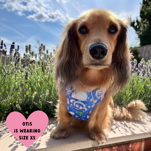 Trail & Glow Dog Harness - COLOUR DROPS® - Pitch, Please