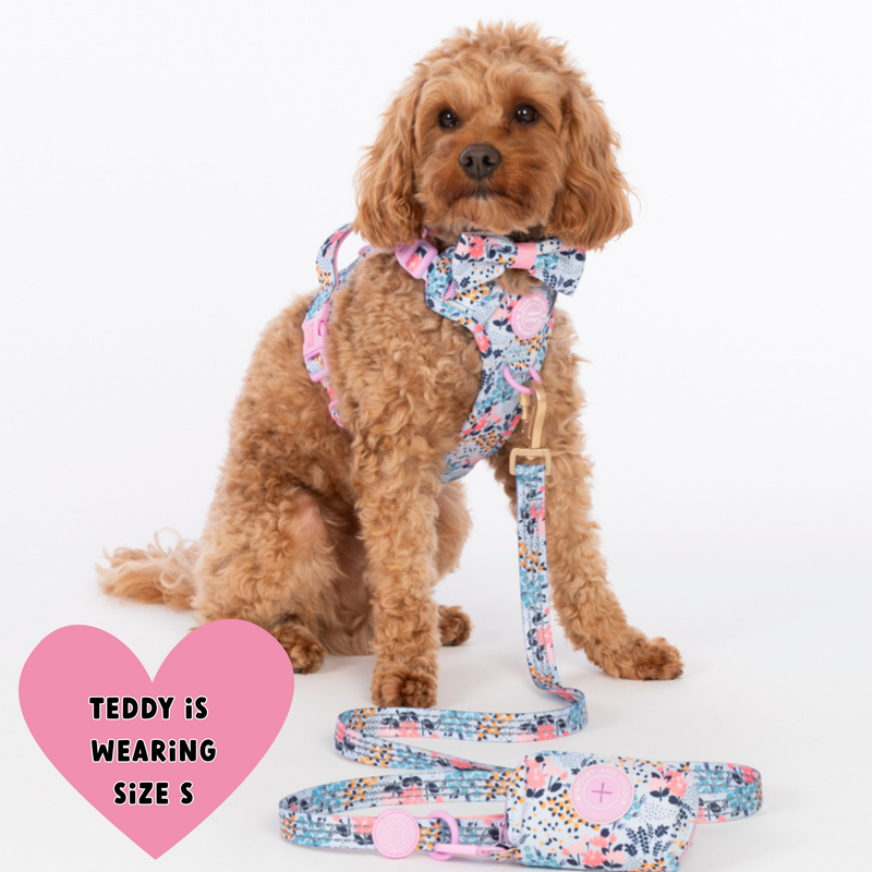 Trail & Glow Dog Harness & Lead Set - Colour Drops - Spring Dreams