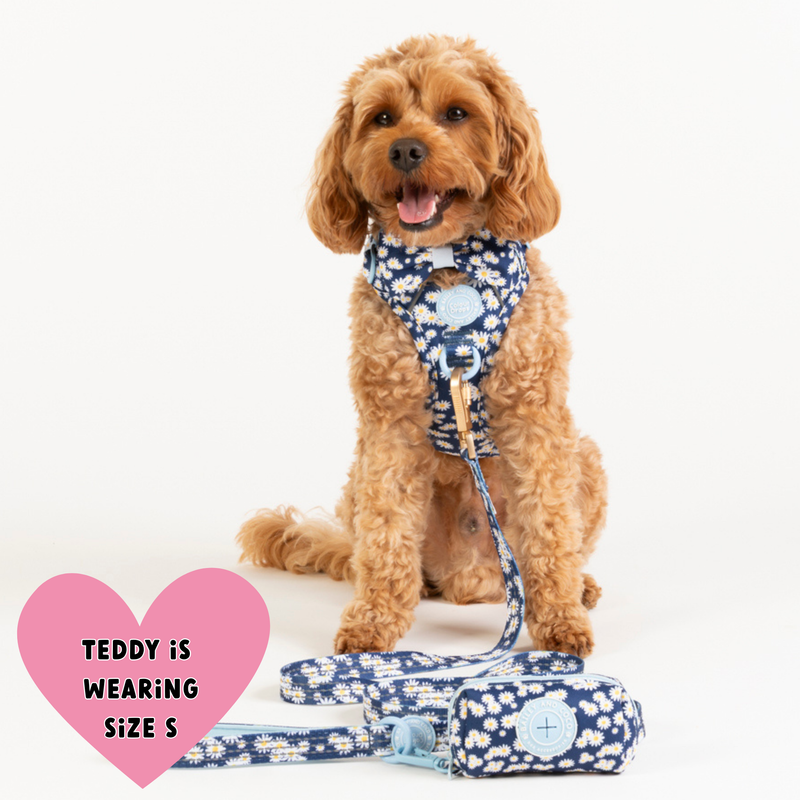 Trail & Glow Dog Harness & Lead Set - Colour Drops - Loves me, Loves me not