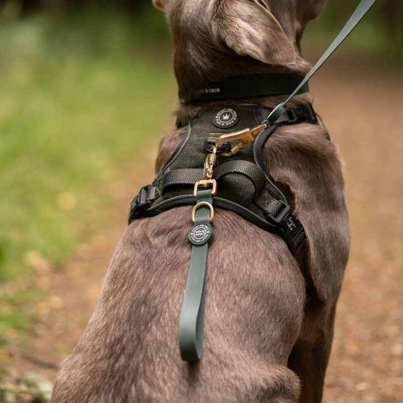 Traffic Handle Add-On for Double Ended Dog Lead – Mulberry