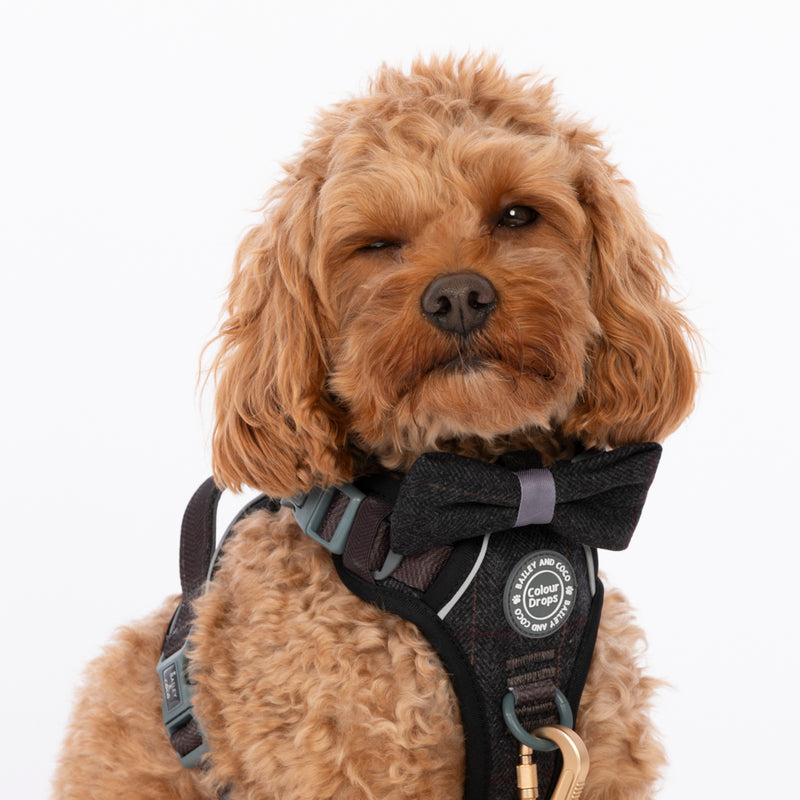 Teddy, Chief Tester