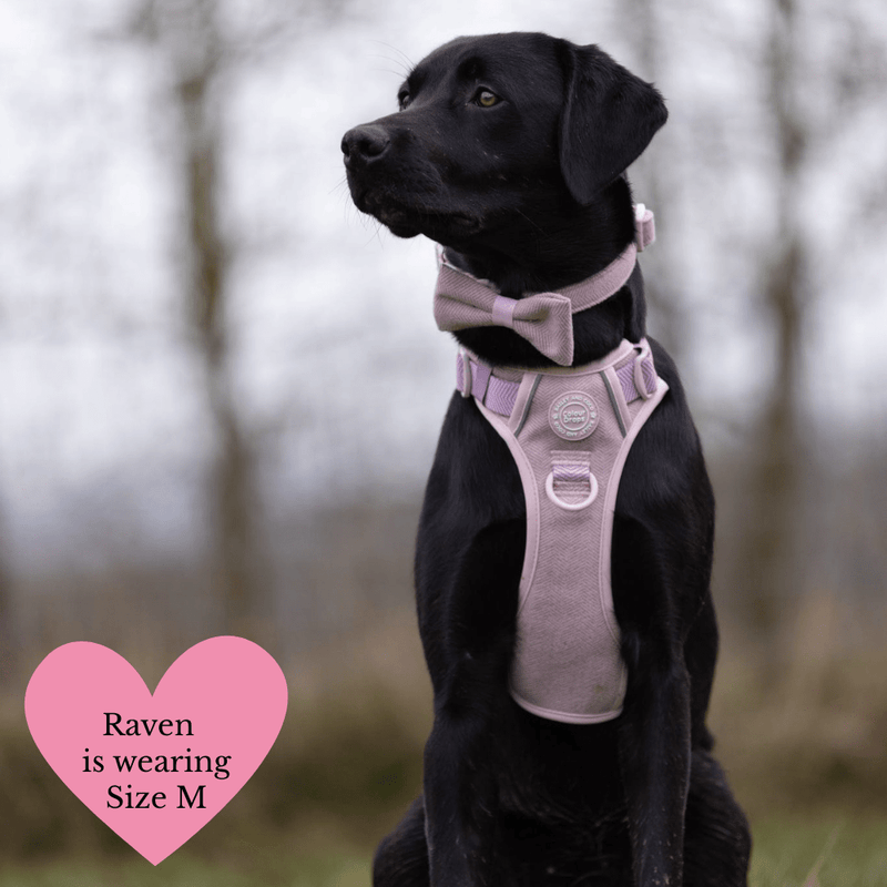 Adjustable Collar - Colour Drops - Lavender Tweed - Bailey and Coco (UK)