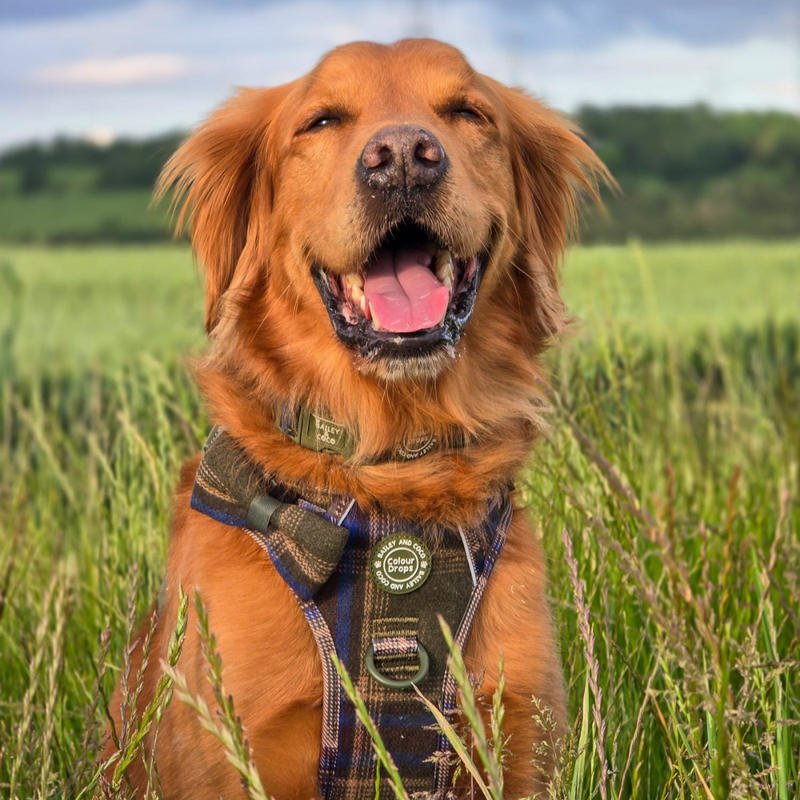 Adjustable Collar - Colour Drops - Mayfair Tweed - Bailey and Coco (UK)