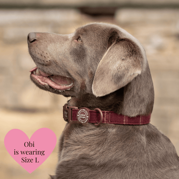 Adjustable Collar - Colour Drops - Mulberry Plaid - alternate view