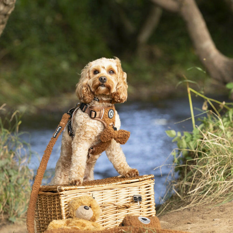 Adjustable Collar - Teddy Bear - Bailey and Coco (UK)