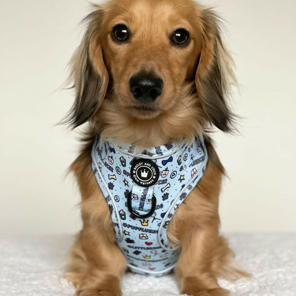 Adjustable Glow Harness® - Pupfluencer Little King - alternate view