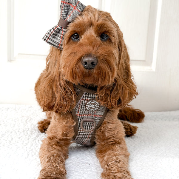 Loved by Cockapoo parents across the UK