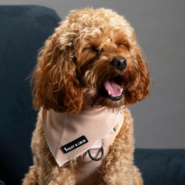 Bandana - Almond Tweed - alternate view