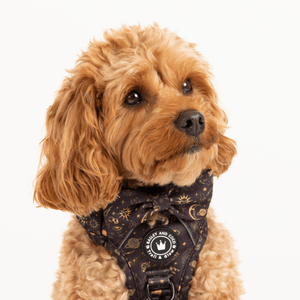 Bow Tie - Celestial - Bailey and Coco (UK)