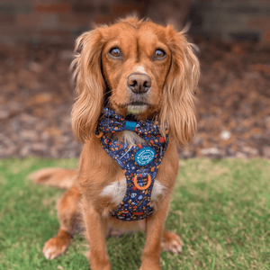 Bow Tie - COLOUR DROPS® - Bewitched - Bailey and Coco (UK)