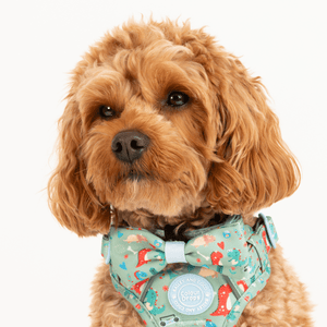 Bow Tie - Colour Drops - Dino Party - Bailey and Coco (UK)