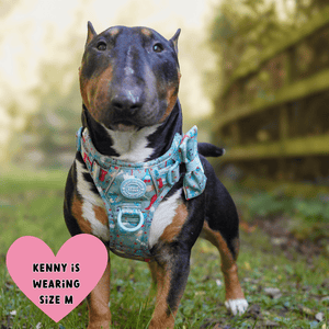 Bow Tie - Colour Drops - Dino Party - Bailey and Coco (UK)