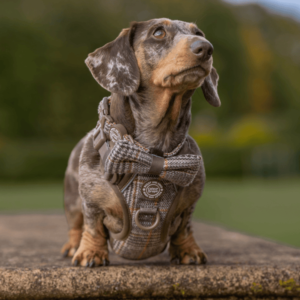 Bow Tie - Colour Drops - Heritage Plaid - alternate view