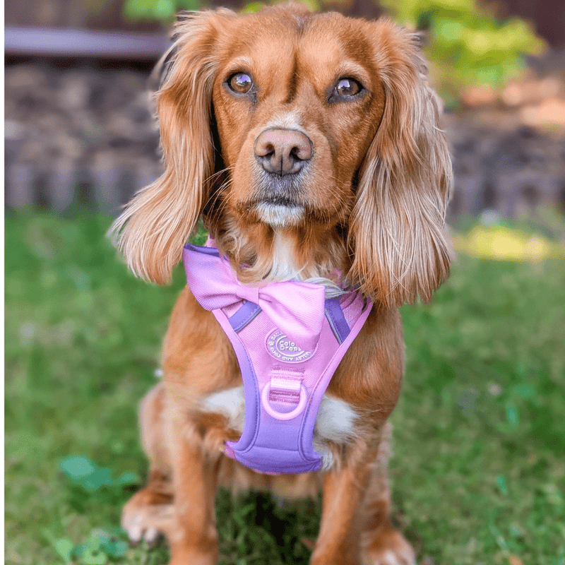 Bow Tie - COLOUR DROPS® - Love that for you - Bailey and Coco (UK)