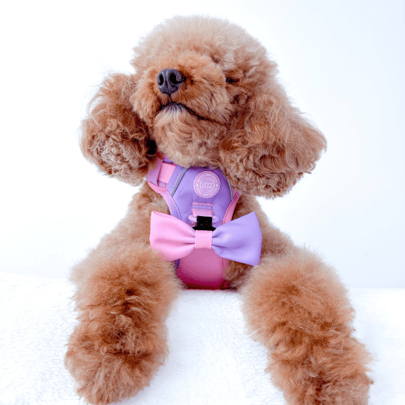Bow Tie - COLOUR DROPS® - Love that for you - Bailey and Coco (UK)